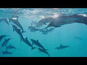 Discover the Wild Wonders of France! | Cici Kids TV