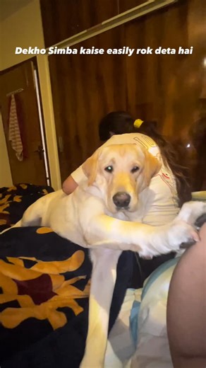 Simba Boss on Instagram: "Laadle 💫 #labrador #dog #pet #reels #furbaby [Keywords: labrador, labrador retriever, black lab, yellow lab, chocolate lab, puppy love, labradors of instagram, tales of a lab, labrador puppy, labradorable, lab life, retreiver, world of labs, dog of the day, lab love, instalab, lab soft instagram, just labradors, labrador lifestyle, labradors 4 ever, labs of insta, labrador community, labrador fan, black labrador, yellow labrador, chocolate labrador, fox red lab, silver