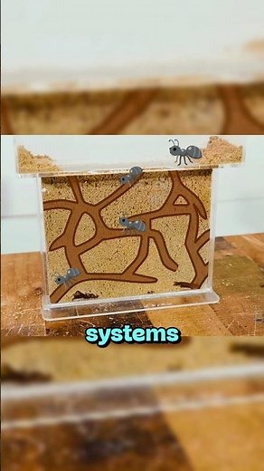 Can Ants Solve Impossible Obstacle? 🐜