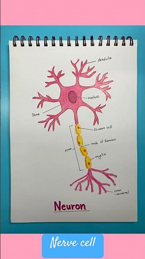 How to Draw a Neuron | Nerve Cell Diagram | Neuron Easy Drawing #shorts #neuron #drawing