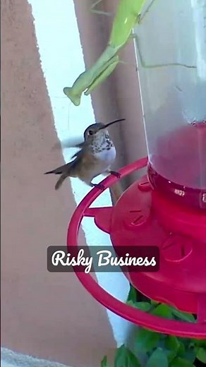 Hummingbird vs Mantis. Little bird takes big risk against its predator. #hummingbird #mantis