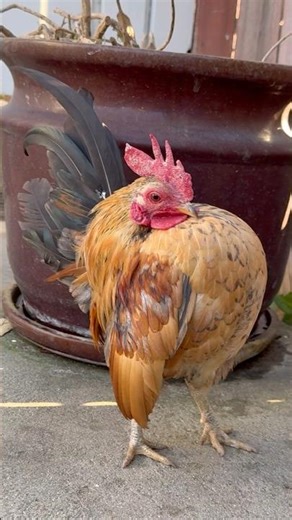 World’s Smallest Chicken Breed: MICRO EXTREME SERAMA
