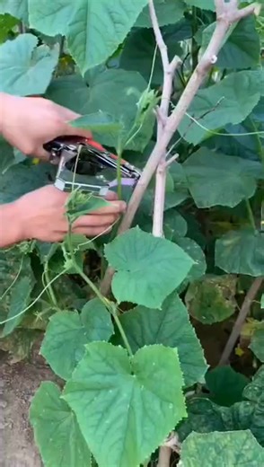 Gardening Tapetool Plant Vegetable Hand Tying Binding Machine Tape Tool Plant Tying Tapetool Fruit Vegetable Tapener