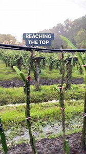 50K views · 524 reactions | Victoria Farm on Reels | Facebook