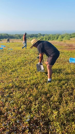 1.9M views · 19K reactions | Cada que veo este video se me antoja una cerveza bien fría #harvesting #farmlife #wildblueberries | Sanchez Harvesting | Facebook