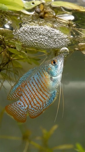 Bubble-nest gouramis build floating nurseries from air bubbles and mucus.