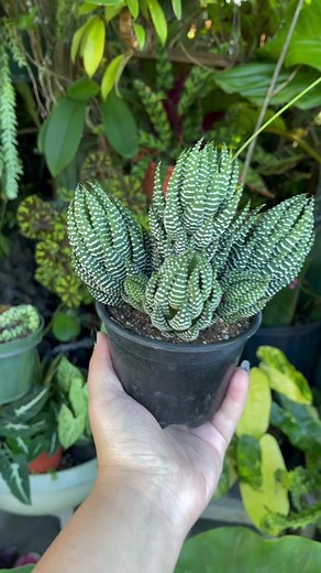Unique Zebra Haworthia Succulent from Africa