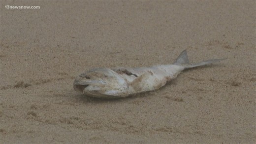 Dead fish spotted on Virginia Beach shore