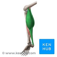 Musculus gastrocnemius