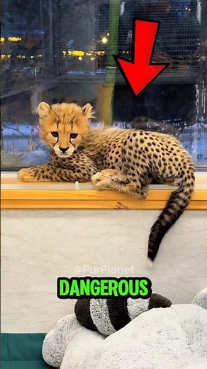 Top 5 most dangerous cat breeds in the world