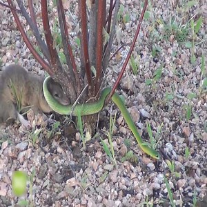 Oh No... I've never seen such a terrible mouse 🤣 #Animal | Lovely