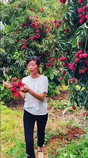 lichi amazing so big and so🍒 lichi fruit benefit fresh#viralvideo #farming