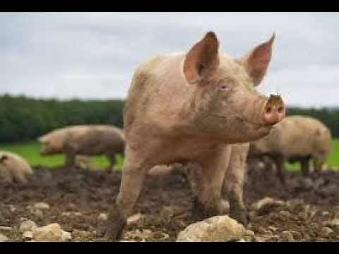 How to start a pig farm in Ghana: Raising Pigs For Profit