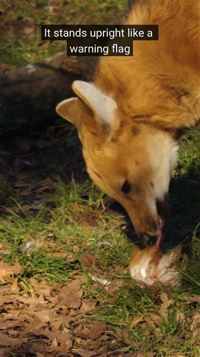 Do maned wolves actually have a mane?