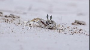 White Ghost Crab suddenly disappearing in his safe dug hole in the ground. Distinctive pale coloration. Exotic alert animal in habitat. Survival instinct. Amazing natural construction on seashore