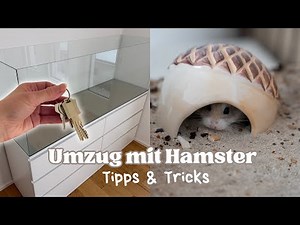 Moving with a hamster: Transport, new enclosure & acclimatization - tips & tricks 🐹📦 | Hamsterstü...