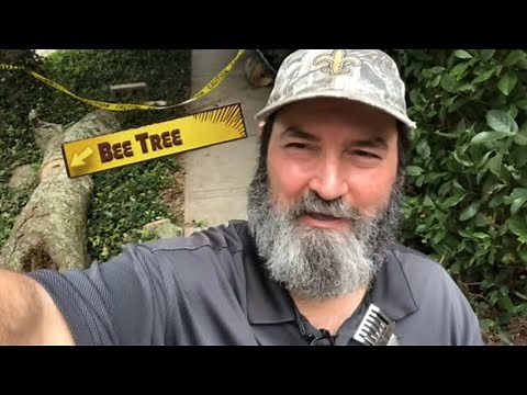 Bee Man & Crazy Tree Guys VS Bee Tree