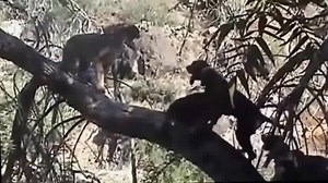 A must see video. Watch these crazy matches between these animals. #100Wreckordz, LLC https://100wreckordz.net/2016/02/24/the-most-extreme-videos-murders-fights-news-animals-comedy-and-entertainment/ | 100Wreckordz