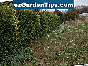 Traitement pour le lichen sur les arbres 🌱 Conseils Jardiniers - Fr.ezGardenTips.com