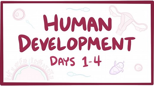 Human development days 1-4: Video, Causes, & Meaning | Osmosis