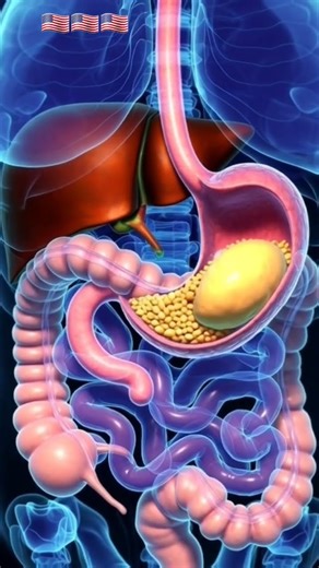 🇺🇲Food Digestion Process – 3D Medical Animation🇺🇲 #DigestiveSystem #FoodDigestion #usa #usashorts