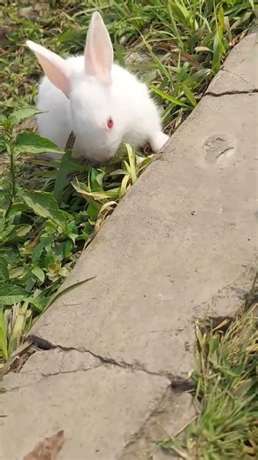 bunny ka little rabbit