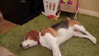 Dog gets shamed after messing up puppy training