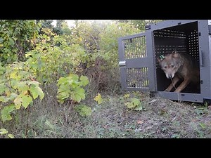 Discovering - Isle Royale Wolf Moose Report, Wooly Mammoth Tusk