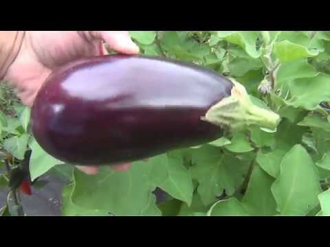 How to make Fried EggPlant
