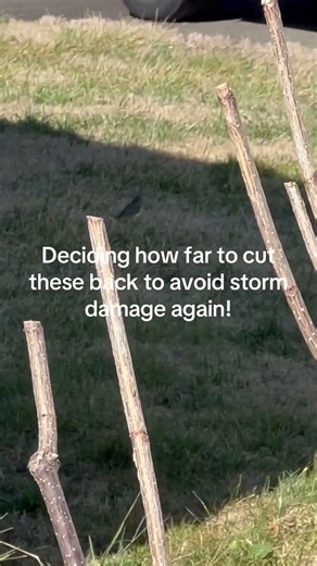 Pre-spring hydrangea planning ~ how to protect them from storms!! #hydrangeas