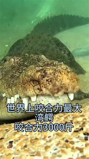 一口下去咬合力竟然达到3000多斤，这就是两栖动物湾鳄。保护野生动物，关爱生态环境！#动物世界 #神奇的动物在抖音 #湾鳄 #动物科普 #保护野生动物