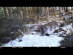 Two Bobcats During Mating Season