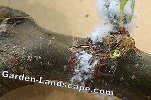 Lifestyle: Gall mites - Defective image & means of control | 2025