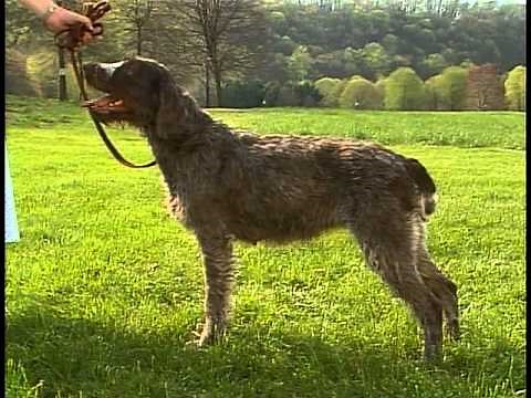 Wirehaired Pointing Griffon - AKC Dog Breed Series