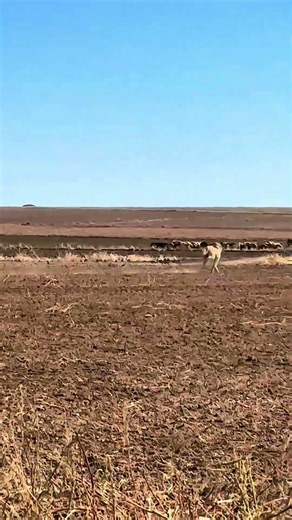 KANGAL Dog vs WOLF | #dogs #attack #puppy #kurt #trending #animals