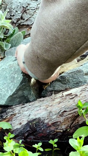 Trying to catch two frogs… easier said than done! 🐸😂 #ThePondAdvisor #PondLife #Shorts