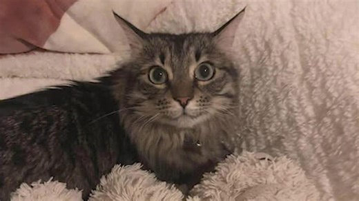 Cat reunited with family after running out of car involved in crash in Colorado during blizzard
