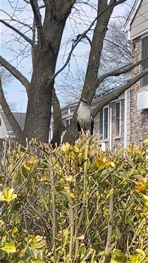 Beautiful Sounds of the Mockingbird ♥️ SOUND ON 📣 #mockingbird #shorts