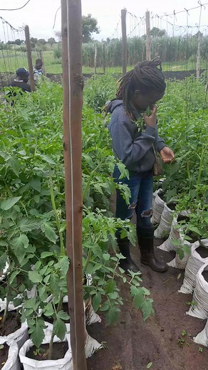 #TOMATO | Henry The Tomato Farmer