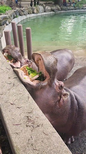 Cindy the Hippo Turns 37!