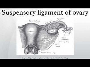 Suspensory ligament of ovary