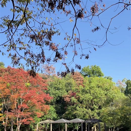 大渕池公園 on Instagram: "秋晴れと紅葉のコントラストがなんとも素敵なんです。 是非、大きな空を眺めに大渕池公園に遊びに来てくださいね！ ※駐車場に限りがあるため、できる限り公共交通機関のご利用をお願いいたします。 #大渕池公園 #大渕池 #奈良 #奈良市 #奈良県 #公園 #植物 #花 #いいね歓迎 #フォロー歓迎 #nara #naracity #naraprefecture #park #flower #plant #秋 #秋散歩 #秋のおでかけ #秋晴れ #遊具のある公園 #どんぐり #どんぐり工作 #映えスポット #芸術の秋 #金木犀 #きんもくせい #リラックス #ストレス解消 #紅葉"