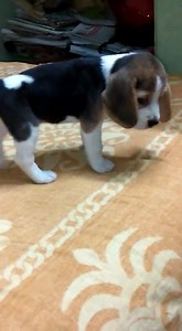 62 reactions · 7 comments | Female Beagle puppy available. Call 9800043052 for details. | The PET Shoppe Siliguri | Facebook