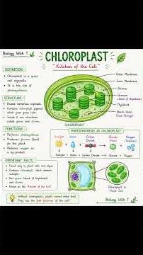 Chloroplast Explained | Kitchen of the Cell #biology #neet #chloroplast #school #viral