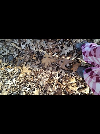 But listen to that crunch 🥰#nature #foraging #neveralone