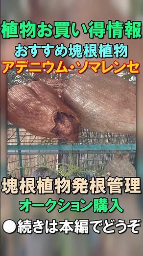 [Adenium somarense rooting management] Tuberous root plant Adenium somarense, how to distinguish ...