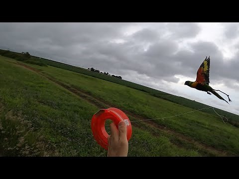 Free flight | DIY aviator bird harness