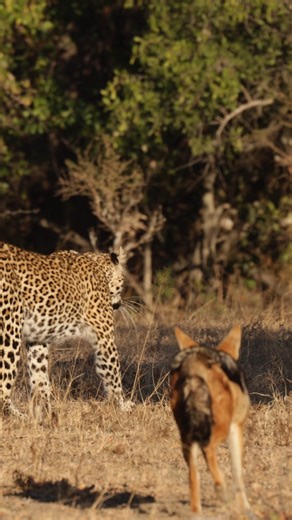 86K views · 981 reactions | Two black backed jackals chasing a young female leopard out of their territory. Sound on! #twigatravelafrica #leopardess #jackal #africanwildlife | Twiga Travel Africa | Facebook