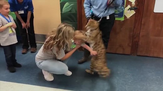 African Serval attacks toddler at birthday party