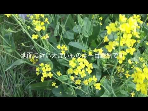 菜の花（アブラナ）とカラシナの見分け方